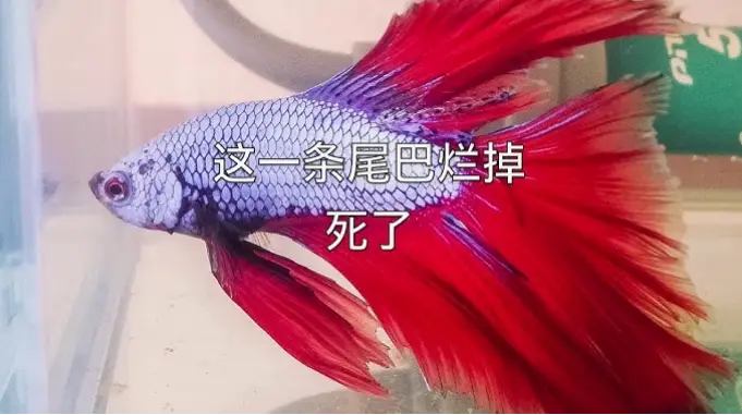 斗鱼·｜斗鱼为什么总是不爱动？原因与解决方法